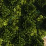 Park Avenue-FarNorth-B.png