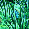 Feather200.gif